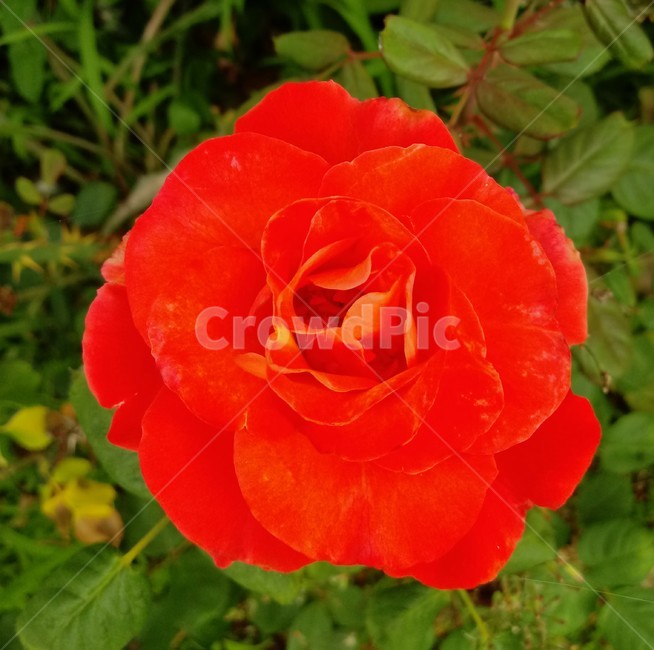 장미,장미꽃,플라워,식물,flower,로즈