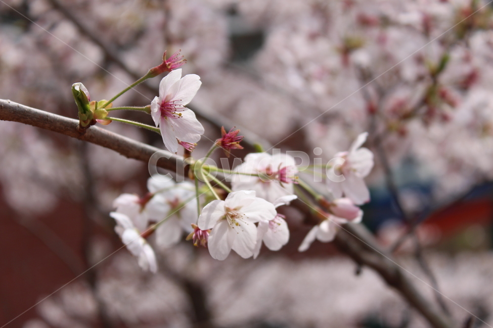 봄,spring,봄꽃,벚꽃,겹벚꽃,flower,꽃나무,tree,분홍,분홍색,pink,따뜻함,색감,분위기,꽃