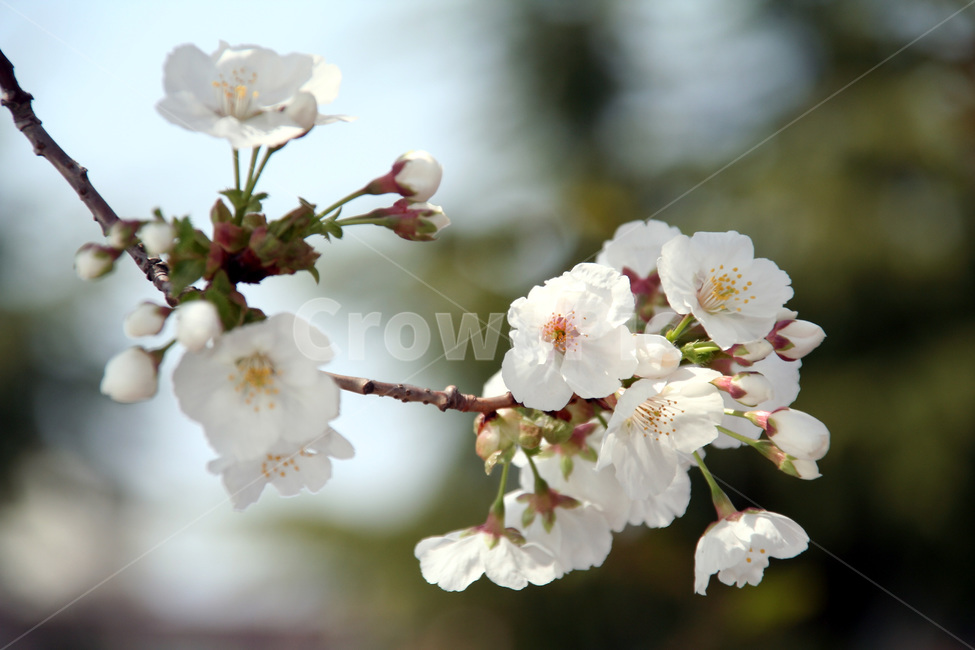 봄,벗꽃,하얀꽃,꽃망울,하늘배경,봄,계절,spring,season,식물,자연,plants,nature,꽃,flower,plant
