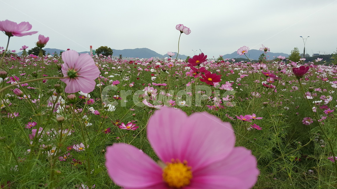 가을꽃,가을,코스모스,꽃축제,꽃,가을,계절,fall,autumn,season,식물,자연,plants,nature,꽃,flower,blossom,geranium,제라늄,plant