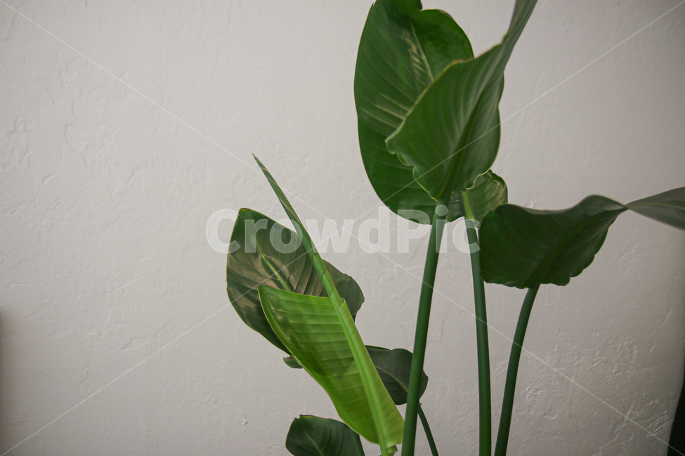 plant,식물,blossom,잎,leap,화훼,실내식물,화분,green