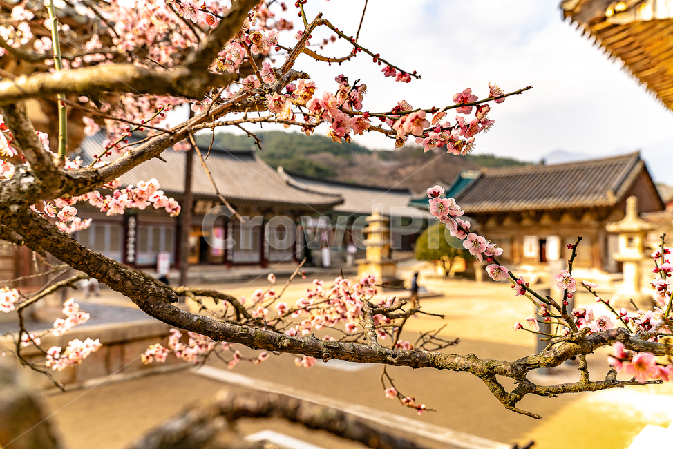 매화,통도사,꽃,봄,풍경,한국전통,한국문화,korean traditional,korean culture,식물,자연,plants,nature,건축물,건물외관,exterior,building,structure,architecture,construction
