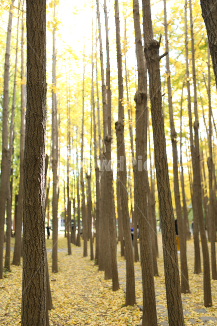 가을,은행나무,서울숲공원,나무,노랑,fall,tree,prak,yellow,ginkgo,가을,계절,fall,autumn,season,식물,자연,plants,nature,나무,trees,wood,plant