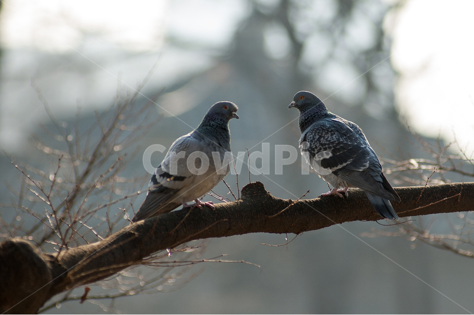 pigeon,compete,Staring contest,Opposition,fight