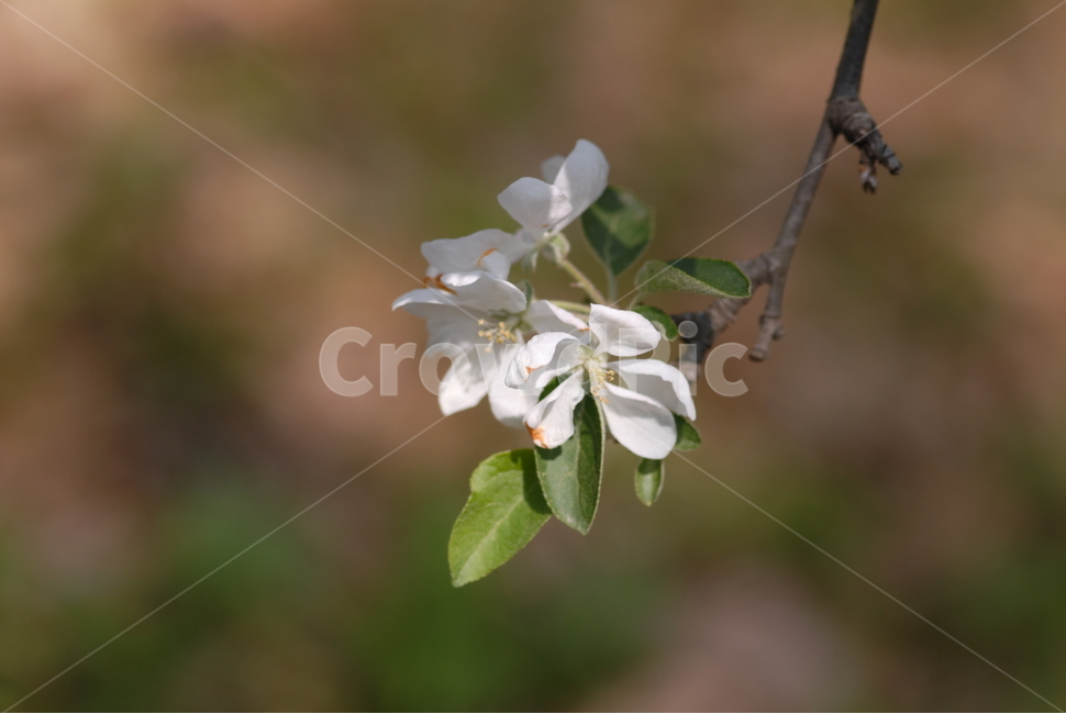 식물,꽃,사과,사과꽃,붉은색,붉은꽃,과일꽃,꽃,flower