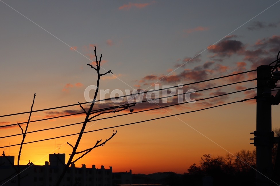 노을,저녁노을,나뭇가지,전선,구름,하늘,도시,풍경,city,landscape,실루엣,그림자,silhouette,shadow,nature,자연,outdoors,옥외,dawn,새벽,sunset,일몰,red sky,붉은 하늘,sky,dusk,황혼,sunlight,햇빛