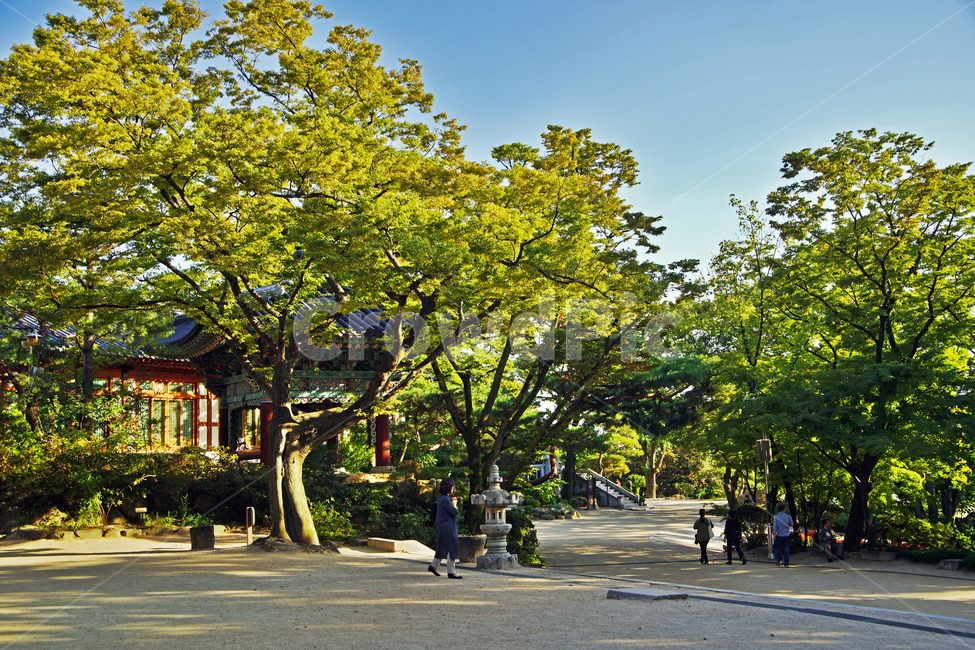 길상사,사찰,성북동,불교,절,거목