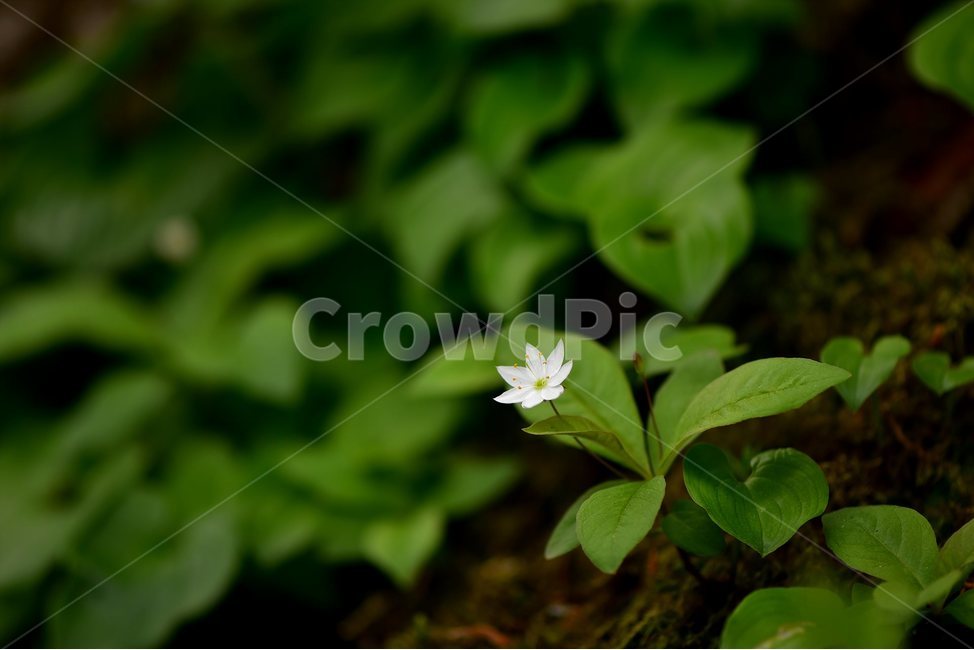 참기생꽃,야생화,식물,자연,생태,꽃,힐링,플라워,wildflower,flower,plants,nature,season,감성,느낌,emotion,feeling,앵초목,앵초과,기생꽃속,여러해살이풀,희귀식물,식물,자연,plants,nature,꽃,flower