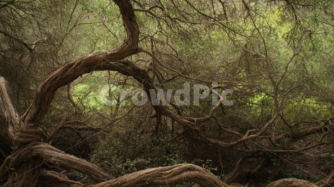 자연,풍경,나무,넝쿨,숲,자연,풍경,nature,landscape,해외,외국,세계,foreign,oversea,world,세계자연풍경,해외자연풍경,외국자연풍경,world nature landscape,plant,식물,tree,tree trunk,나무 줄기