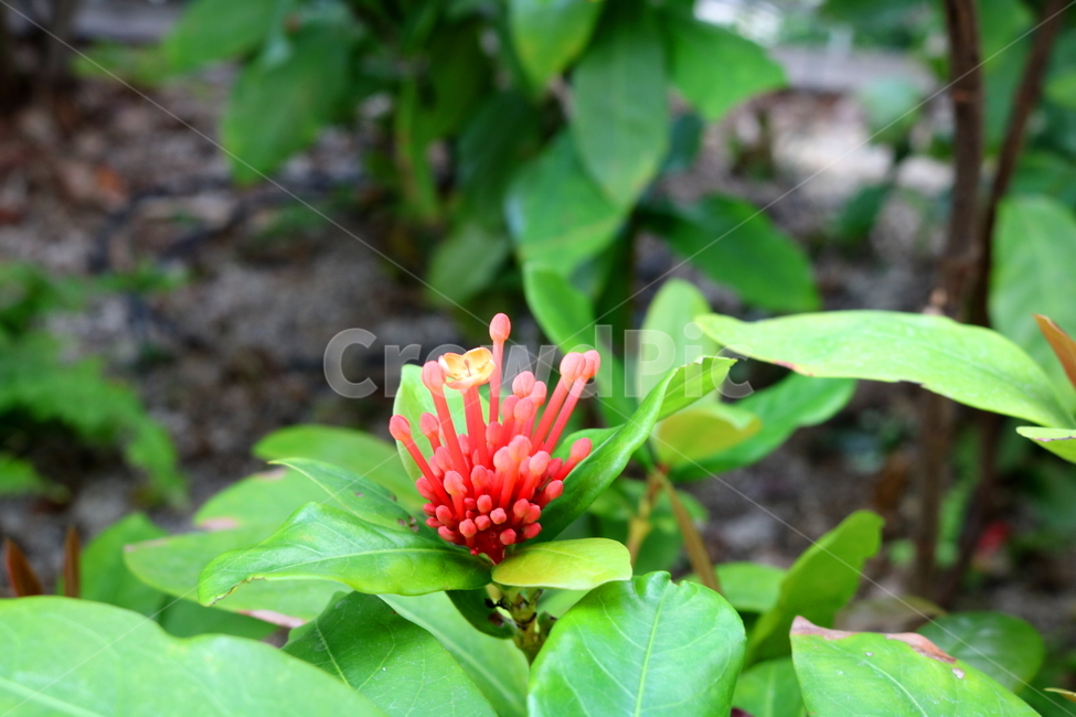 익소라,익소라꽃,꽃,식물,나무,자연,붉은색꽃,나뭇잎,빨간색꽃,식물,자연,plants,nature,꽃,flower