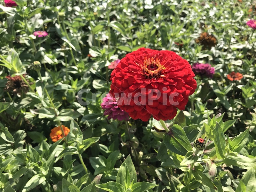flower,꽃,식물,plant,잔디