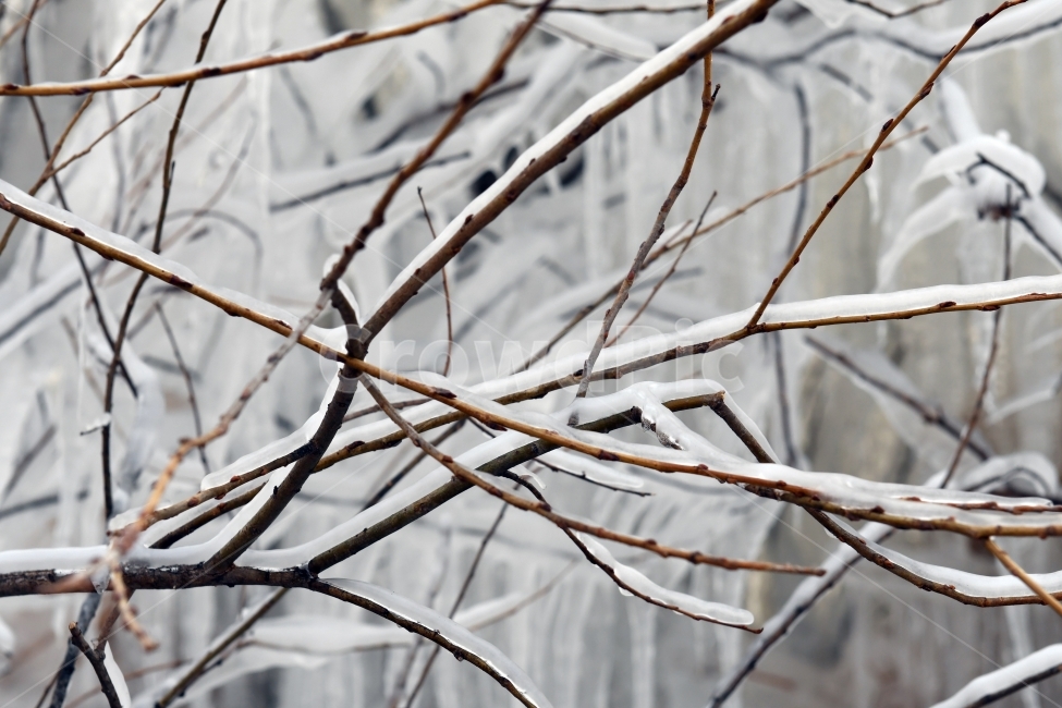 겨울,고드름,얼음,풍경,꽁꽁,수정고드름,추위,상고대,겨울,계절,winter,season,식물,자연,plants,nature
