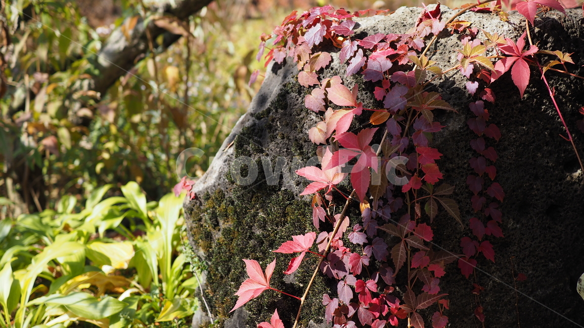 식물,잎,단풍,가을,덩쿨,leaf,plant,autumn,vine,가을,계절,fall,autumn,season,tree,나무