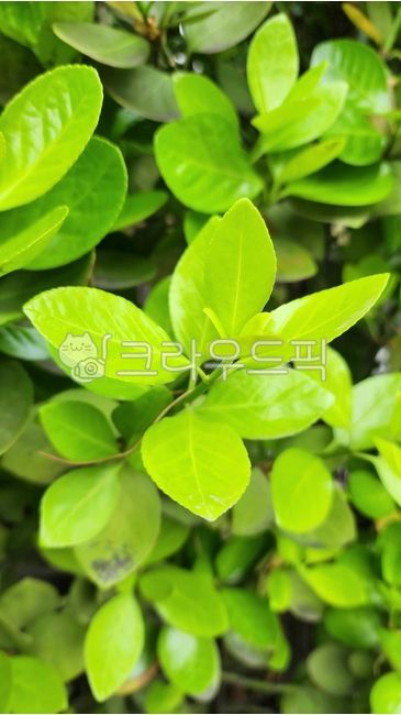 fence tree,evergreen tree,fence landscaping tree,leaf,fence,Is it a fence