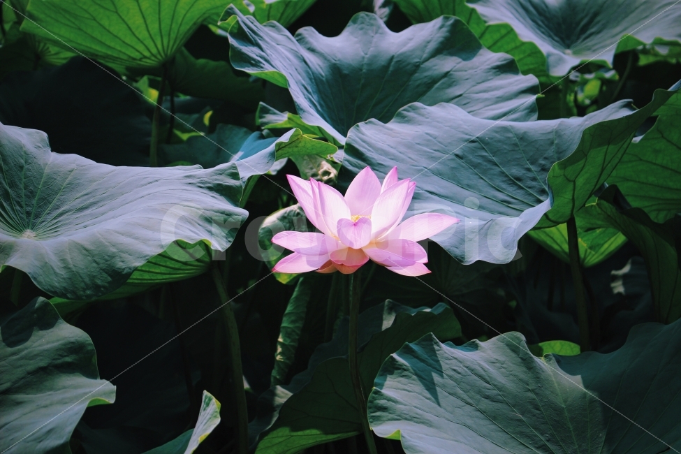 연꽃,식물,꽃,개화,자연,색감,식물,자연,plants,nature,꽃,flower