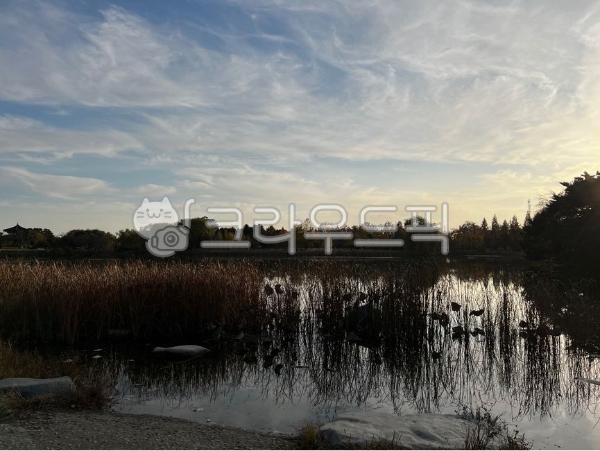 sky,pond,nature,woodland,reed,tree,swamp,water,small forest,grove,outdoors,sunset