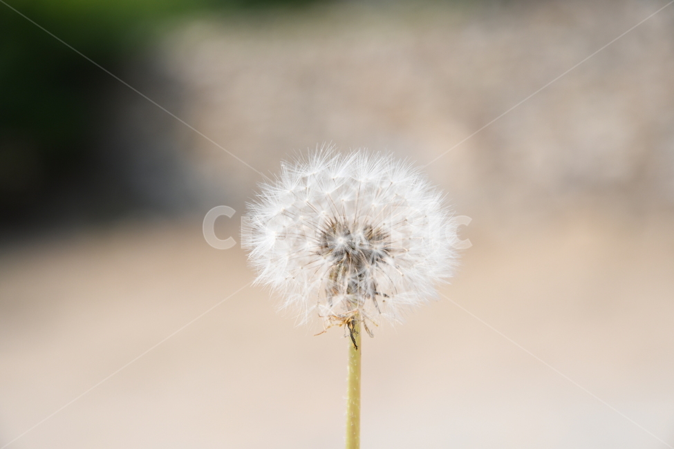 봄,민들레,민들레씨앗,꽃,씨앗,바람,식물,자연,plants,nature,꽃,flower