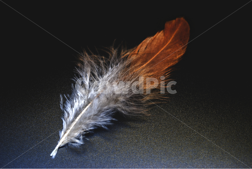깃털,블랙,패더,feather,깃,배경,배경화면,백그라운드,검정,갈색,object,오브젝트,소프트솜털,조류,흰색,질감,colorsense,날개,thing,색감,색채,background,색상