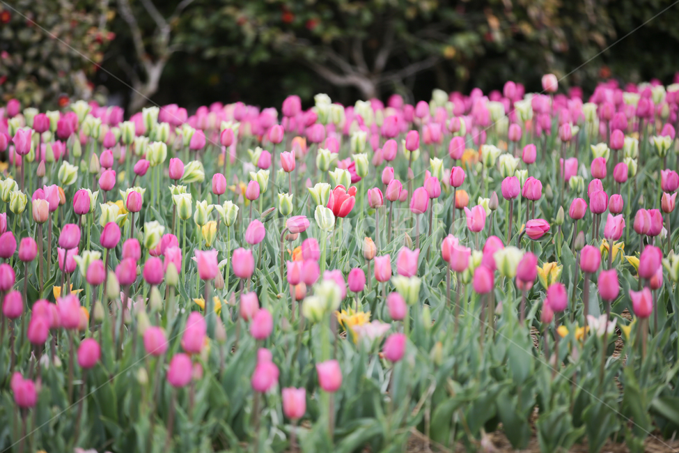 튤립,튤립축제,태안튤립축제,tulip,백합목,백합과,봄꽃,봄,계절,spring,season,식물,자연,plants,nature,꽃,flower,plant,blossom