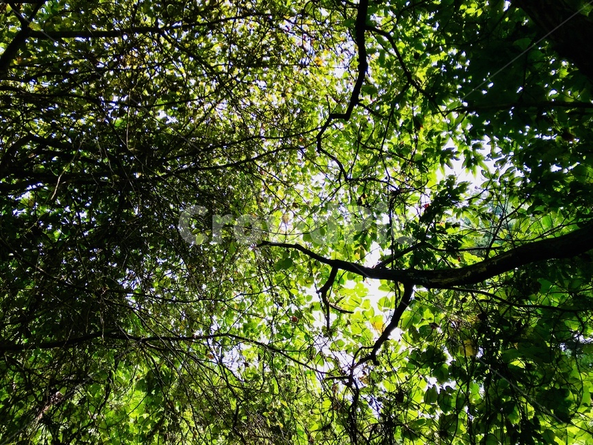 풍경,화창한,녹색,그린,앙감,숲속,자연,풍경,nature,landscape,tree,나무,plant,식물