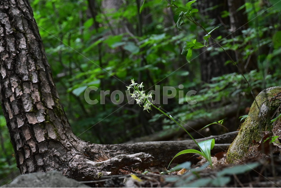 제비난초,야생화,생태,식물,자연,꽃,힐링,플라워,wildflower,flower,plants,nature,season,감성,느낌,emotion,feeling,초본,난초과,제비난초속,식물,자연,plants,nature
