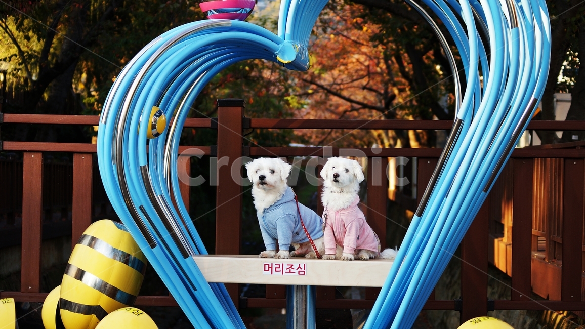 애견,반려견,동물,애완견,dog,동물,animal,포유류,mammal,개,강아지,dog,doggy