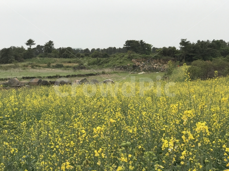 자연,감성,풍경,제주,원본,무보정,자연,풍경,nature,landscape,제주도,jeju,jeju island,outdoors,옥외,grassland,목초지,field,들