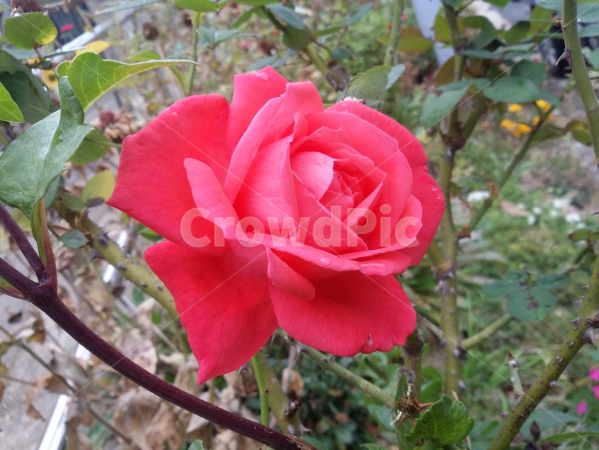 꽃,flower,식물,plant,장미,rose,자연,식물,자연,plants,nature,꽃,flower