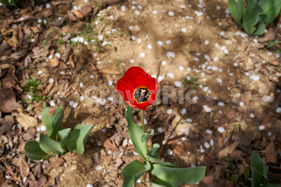식물,꽃,땅,화분,벚꽃잎,나무,flower,봄,식물,자연,plants,nature,꽃,flower