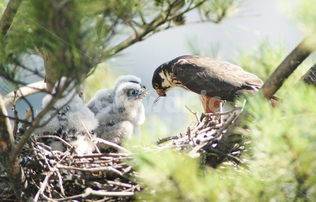 새홀리기,육추,가족,둥지,맹금류,조류,동물,animal,조류,새,birds,가족,패밀리,family