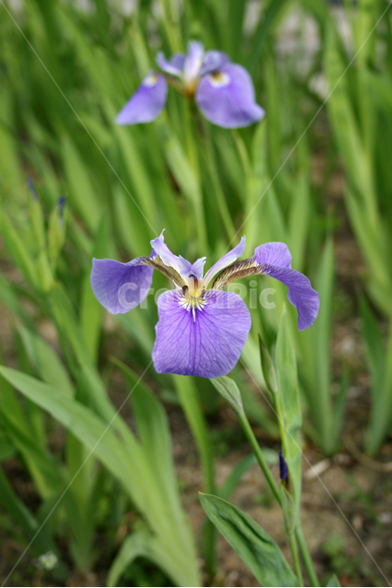 식물,flower,꽃,붓꽃,보라,식물,자연,plants,nature,꽃,flower
