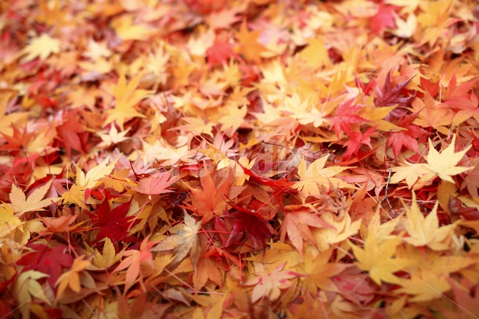 단풍,단풍잎,낙엽,가을,풍경,10월,시월,만추,가을,계절,fall,autumn,season,leaf,잎,plant,식물,tree,나무,maple