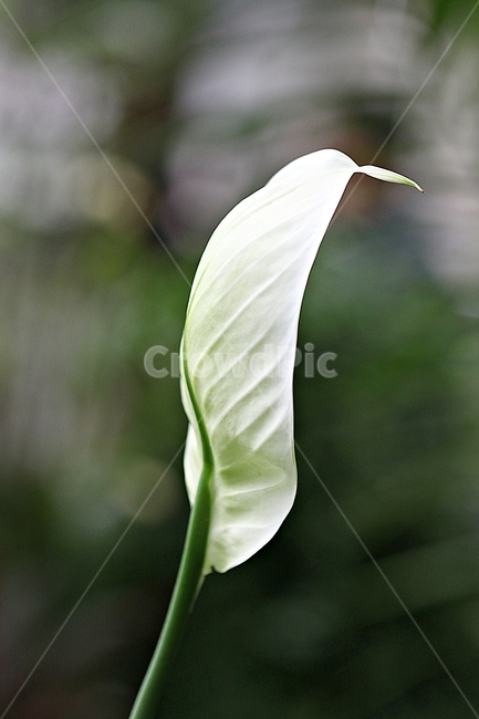 스파티필름,꽃,잎,식물원,식물,자연,공원,가을,식물,자연,plants,nature