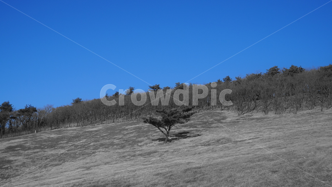 외로운,파란하늘,겨울,미러리스,양떼목장,강원도,나무,tree,식물,plant,ground