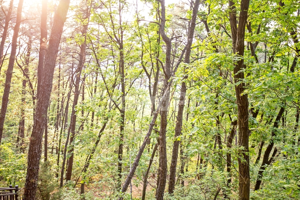 자연,풍경,풍경사진,숲속,나무,햇빛,하늘,nature,scenery,landscape,자연,풍경,nature,landscape,식물,plants,나무,trees,wood,휴식,힐링,rest,relaxation,healing,outdoors,옥외,land,땅,tree,vegetation,초목,forest,숲,woodland,삼림지,plant,grove,작은 숲