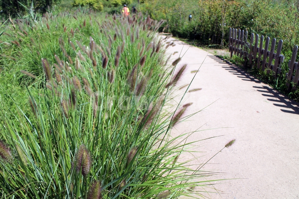 수목원,산책길,강아지풀,가을,한적한,자연,풍경,nature,landscape,grass,잔디,plant,식물
