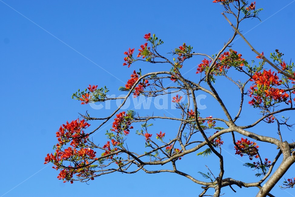꽃,나무,자연,식물,하늘,파란하늘,flower,sky,nature,크리스마스트리나무,크리스마스트리꽃,외국꽃,열대나무,붉은꽃,redcolor,green,초록,외국자연풍경,식물,자연,plants,nature,꽃,flower
