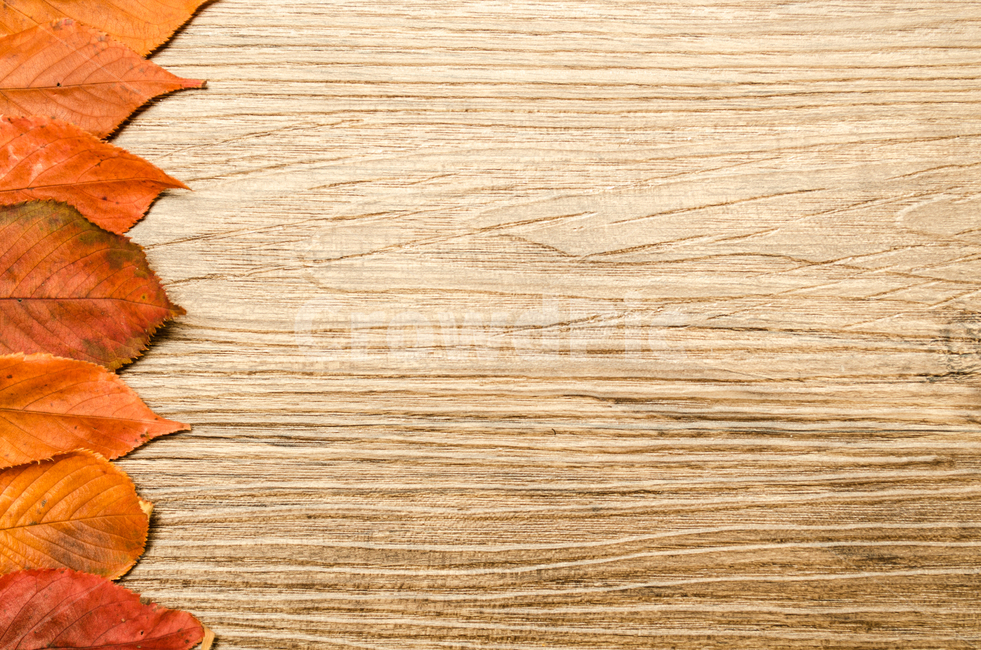 border,nature,concept,deck,tree,leaf,fallen leaves,background,design,season,autumn,floor,table,board,Maple,frame