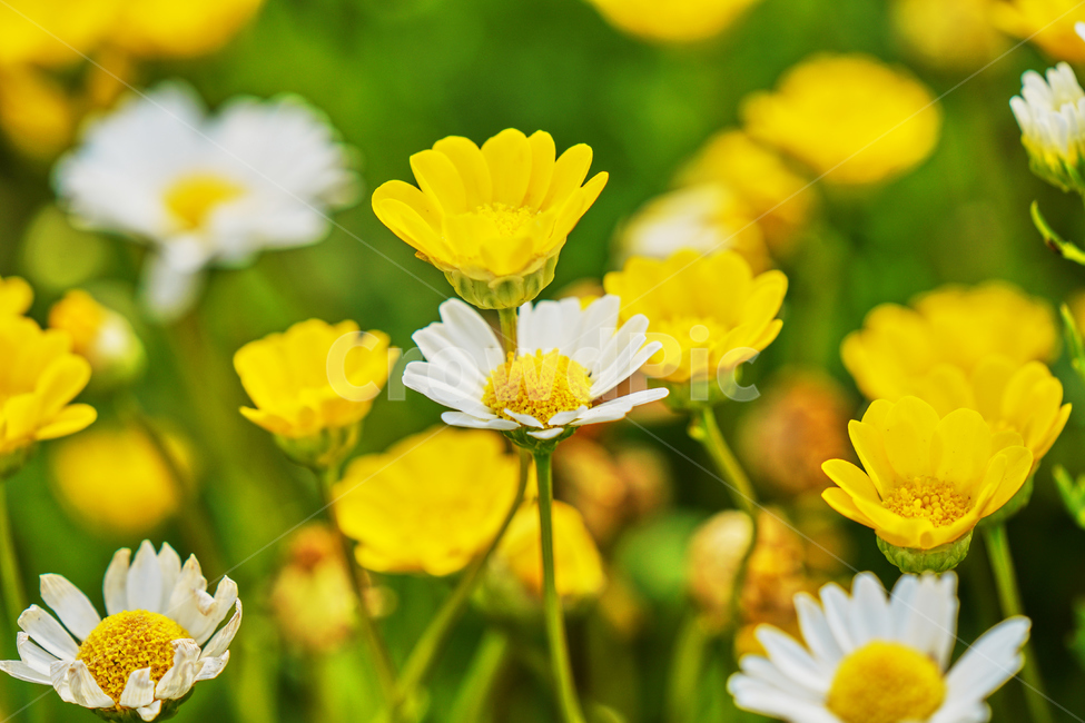 꽃,여름,식물,자연,나들이,민들레,식물,자연,plants,nature,꽃,flower