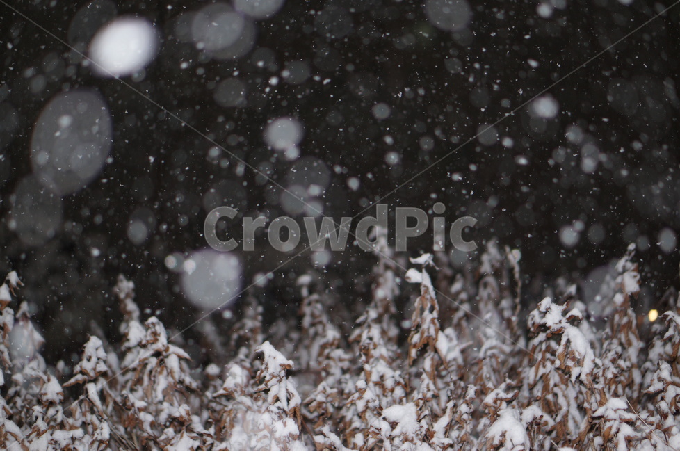 눈,야경,보케,밤,겨울,풍경,겨울,계절,winter,season,야경,밤,풍경,nightscape,night,landscape,식물,자연,plants,nature,outdoors,옥외,snow,storm,폭풍,blizzard,눈보라