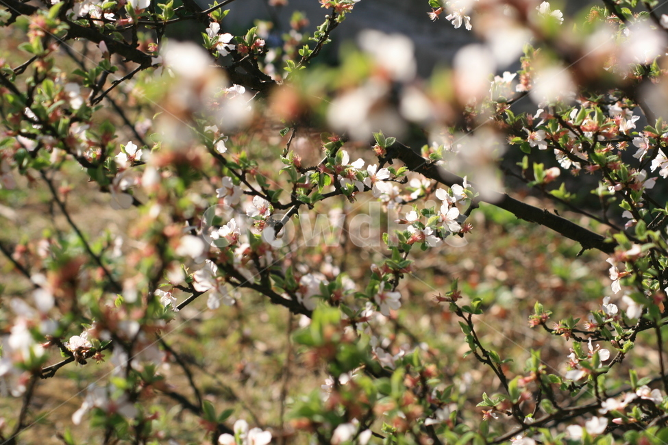 나무,벚꽃,봄,꽃잎,자연,plant,식물,flower,꽃,blossom,식물,자연,plants,nature,꽃,flower