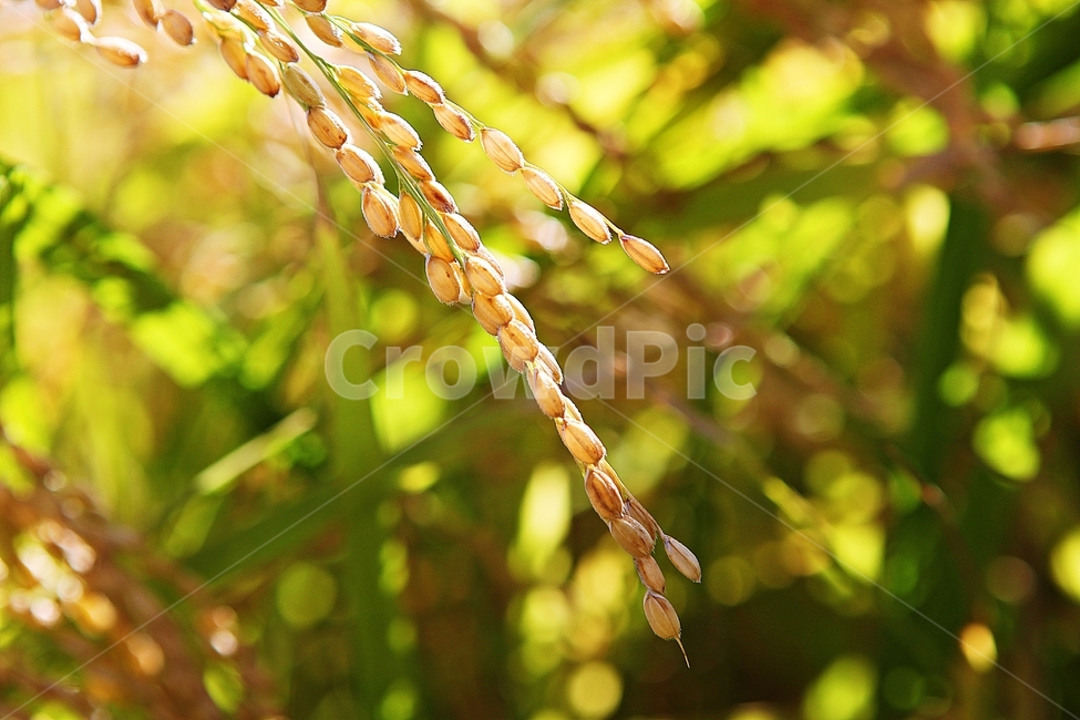 벼,이삭,쌀,곡식,추수,가을,먹거리,식물,자연,논,수확,가을,계절,fall,autumn,season,곡류,곡식,cereals,농업,농사,agriculture,farming,farming industry,droplet,작은 물방울,grass,잔디,plant