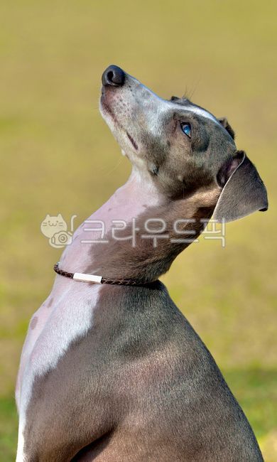 강아지,반려견,하운드,아이쥐,이탈리안그레이하운드,hound,iggy,italiangreyhound,dog