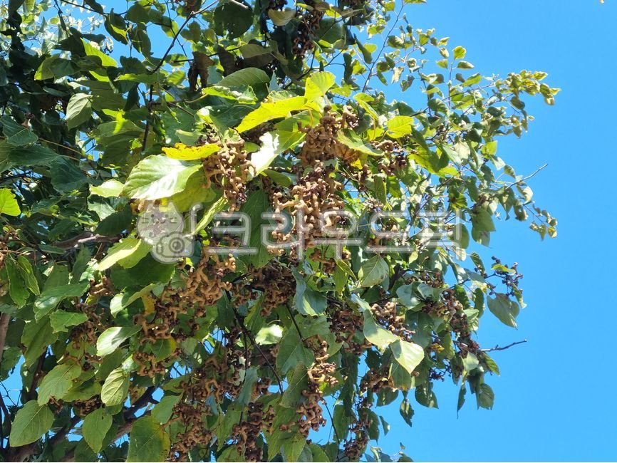 Fruit,haeul,Hovenia tree fruit,Hovenia tree,tree,medicine,leaf,Hovenia tree leaves,Hovenia fruit,plant,herbal medicine,herbal medicine ingredients