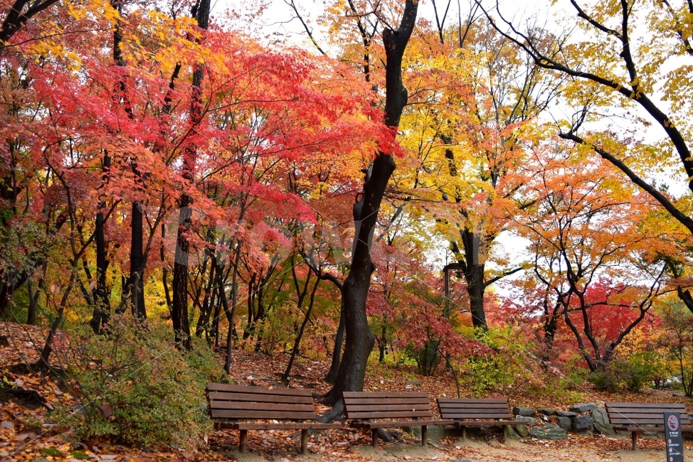 창경궁,가을,단풍,풍경,고궁,서울,낙엽,도심지,명소,자연,비경,단풍나무,춘당지,가을색채,가을색,오색,자연,풍경,nature,landscape,가을,계절,fall,autumn,season,tree,나무,plant,식물
