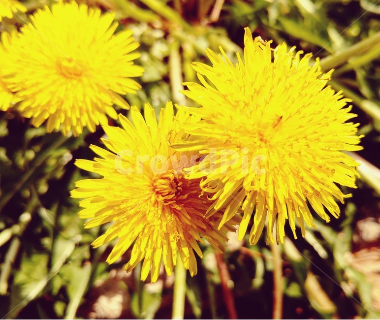 풍경,자연,식물,꽃,봄,landscape,nature,plants,flower,spring,식물,자연,plants,nature,꽃,flower