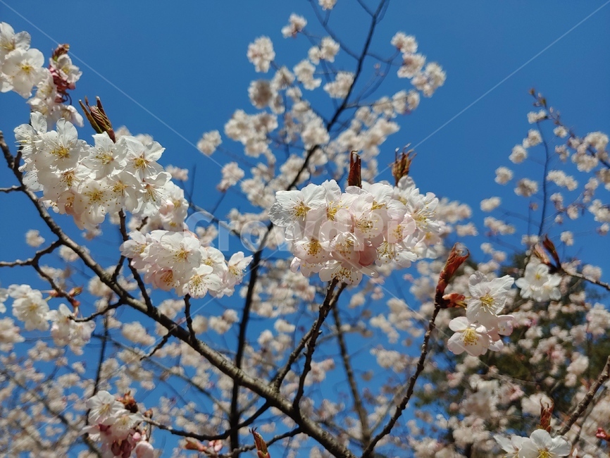 벚꽃,꽃,봄,식물,flower,하늘,핑크,cherryblossom,pink,sky,plant