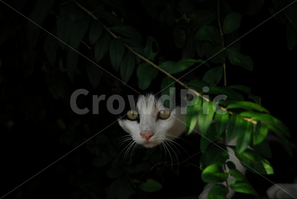 들고양이,고양이,야생고양이,눈빛,응시,동물,animal,포유류,mammal,고양이,cat,kitten,kitty