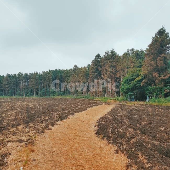 보롬왓,나무,가지런함,흙,자연,자연,풍경,nature,landscape,gravel,자갈,dirt road,흙길,road,도로,ground,바닥