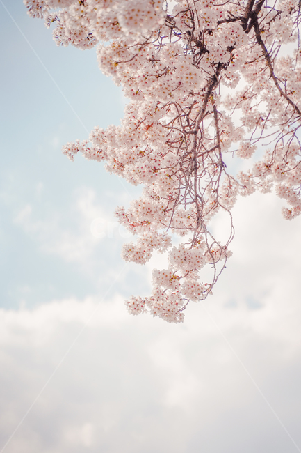 봄,봄하늘,벚꽃,봄꽃,그림,몽환,봄,계절,spring,season,식물,자연,plants,nature,꽃,flower,plant,blossom